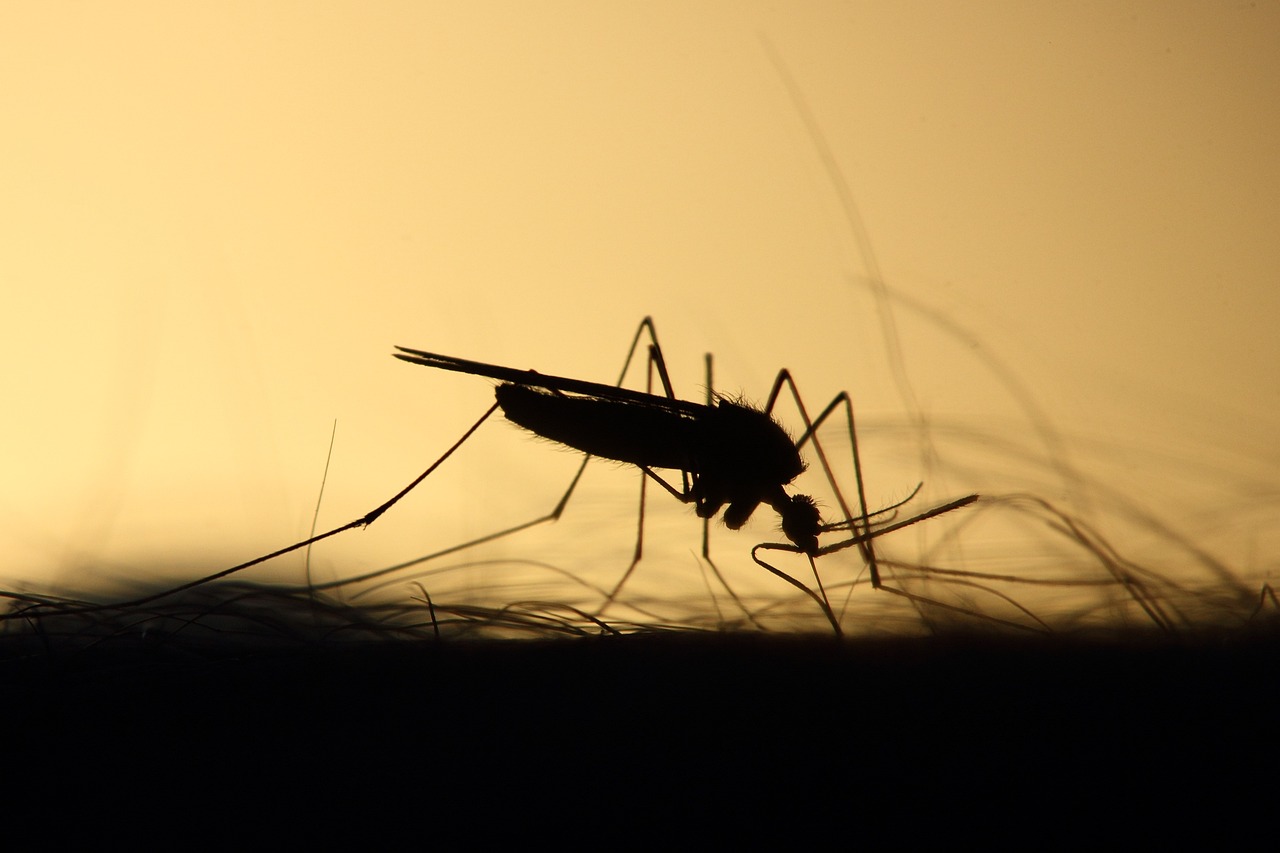 Featured image for “Appuyer l’élaboration de la demande de financement Paludisme du Niger au Fonds Mondial”